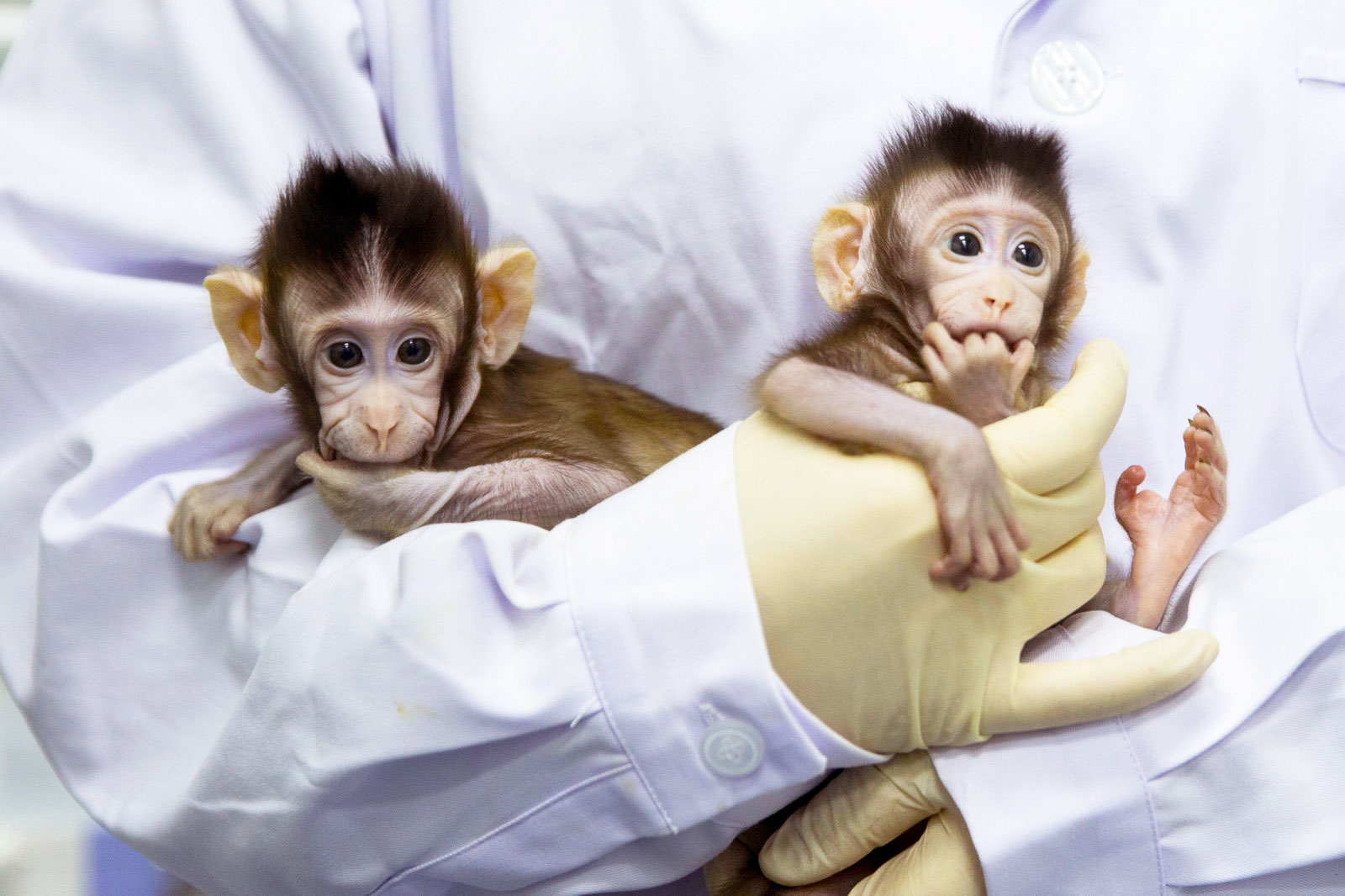 Китайские ученые впервые клонировали обезьяну