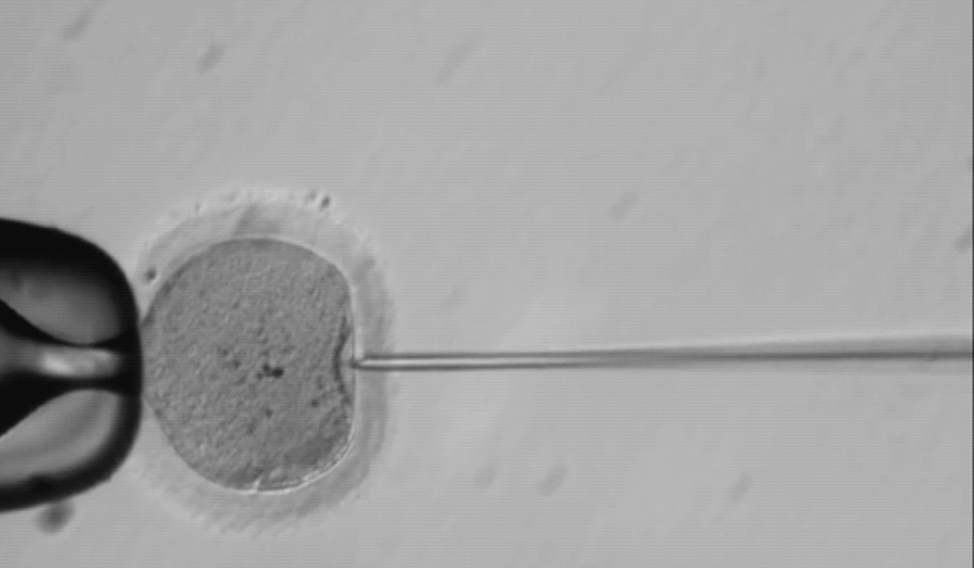 Американские ученые впервые генетически модифицировали эмбрион человека